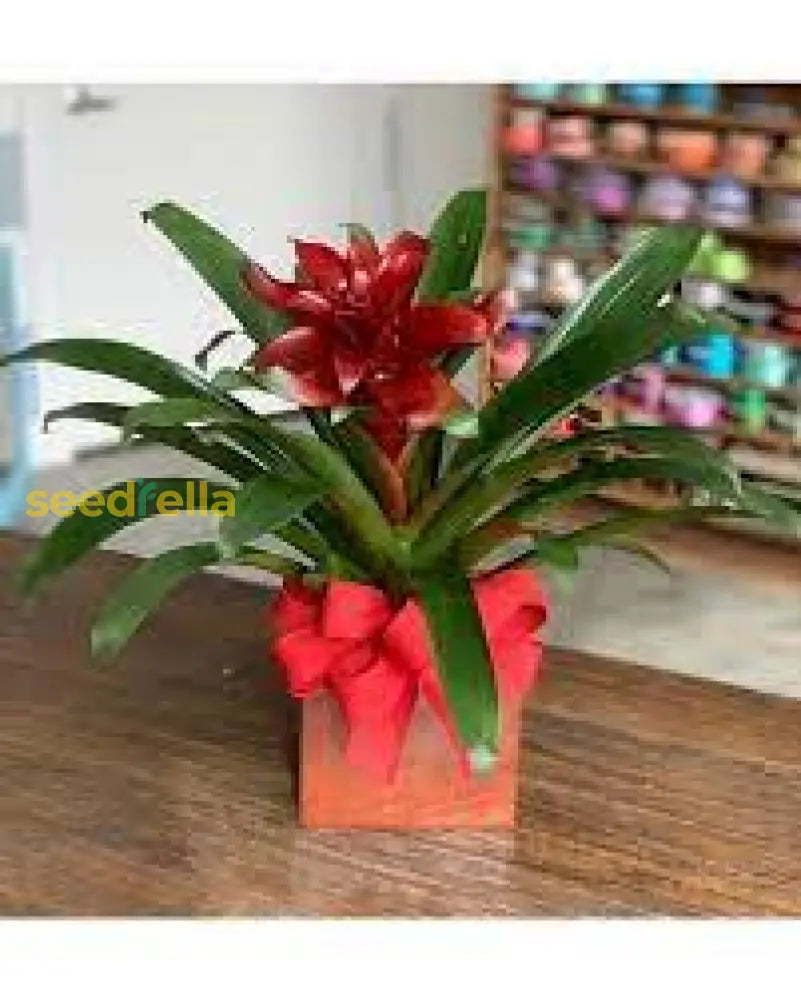 Bromeliad Plant Seeds For Green And Red - Planting Guide Seeds