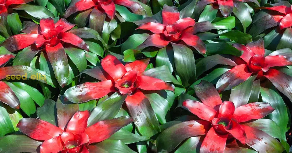 Bromeliad Plant Seeds For Green And Red - Planting Guide Seeds