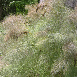 Feathery bronze foliage of Foeniculum vulgare Purpureum in garden