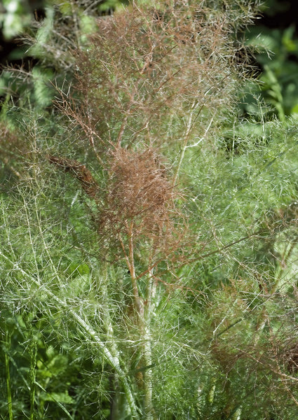 Umbel of yellow flowers on mature Bronze Fennel plant