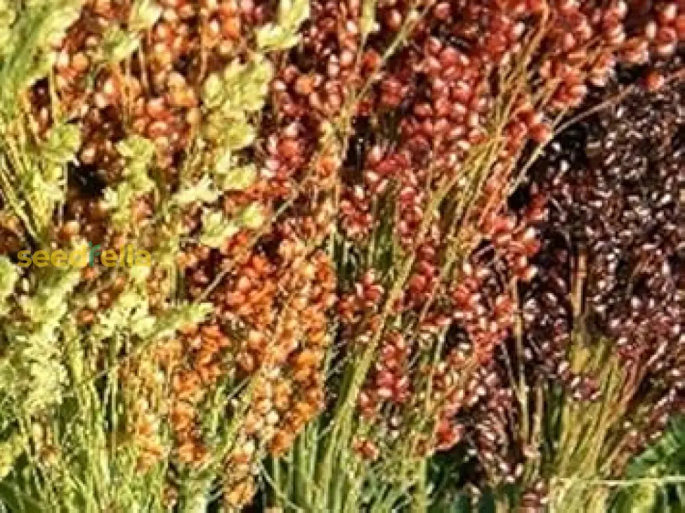 Broom Sorghum Seeds for Planting – Non-GMO Heirloom Variety