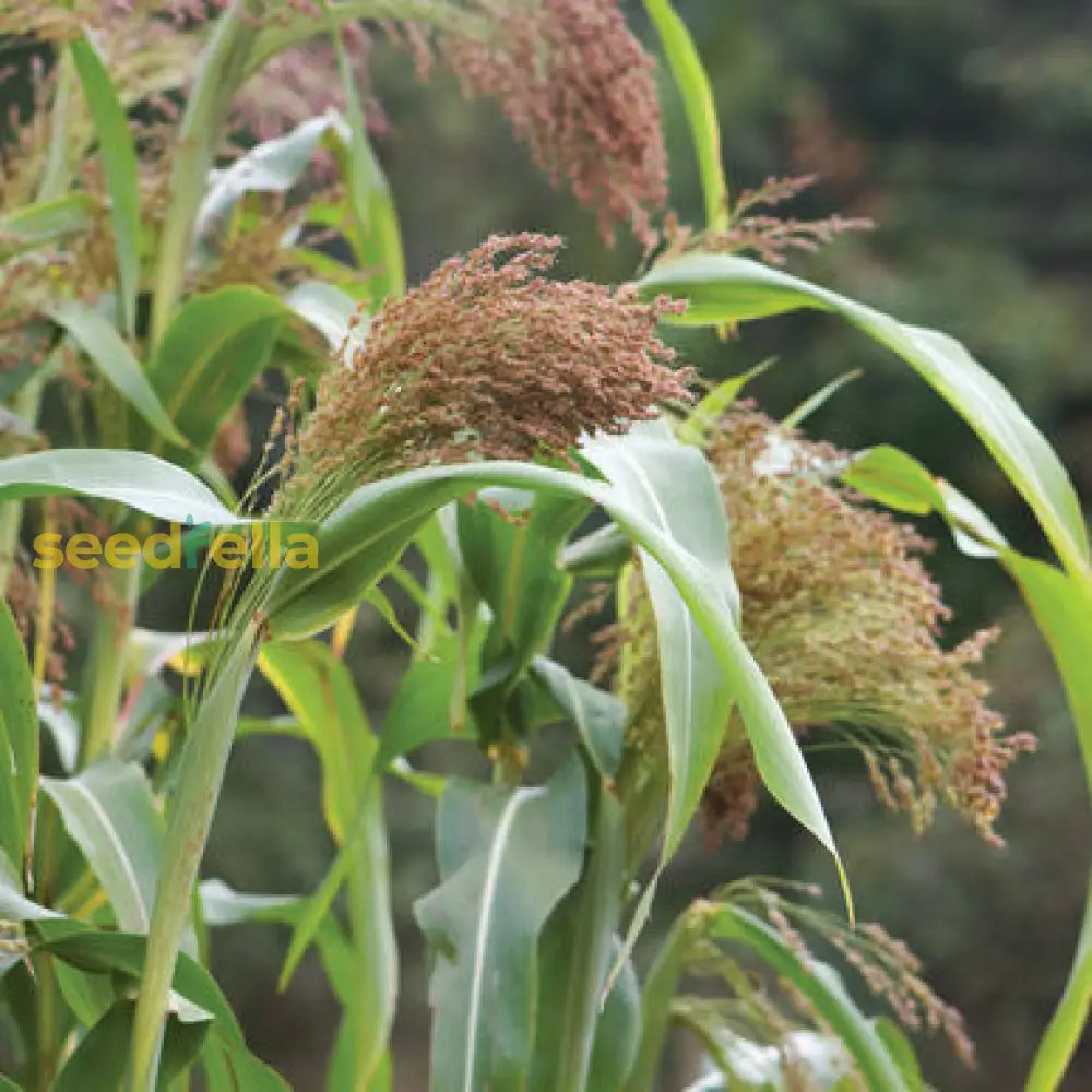 Broomcorn Seeds for Growing – Tall Sorghum Variety