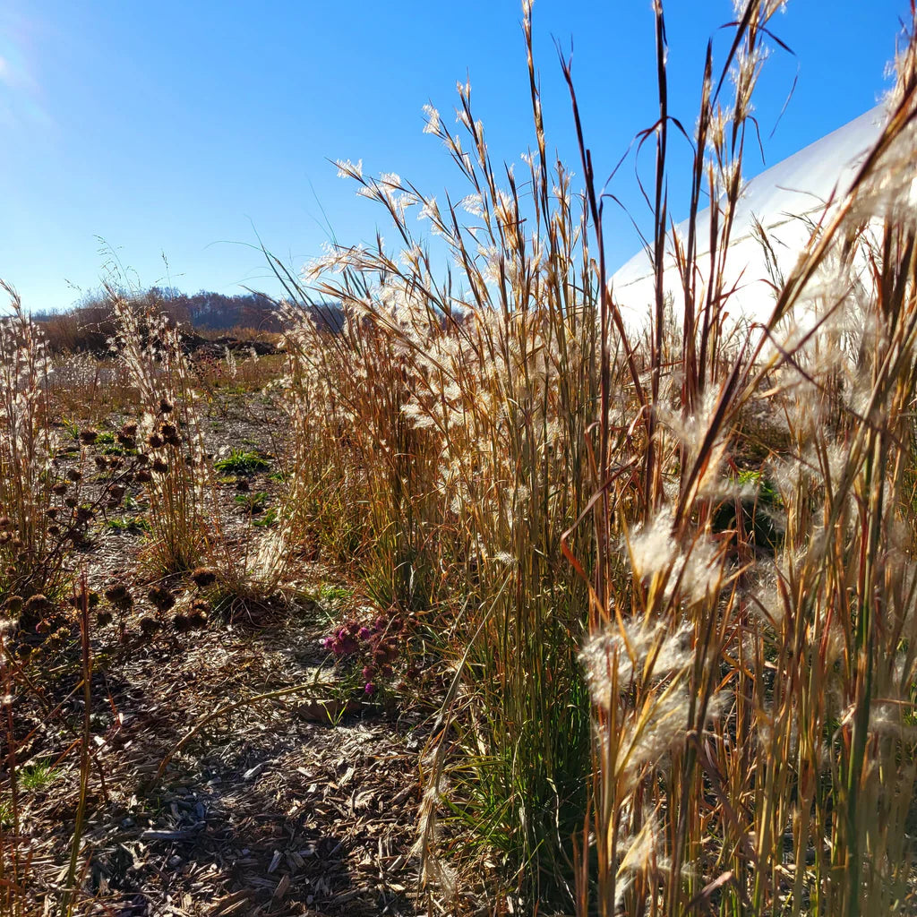Close-Up of Broomsedge Bluestem Grass Blades
