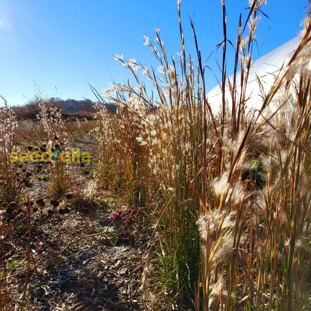 Broomsedge Seeds For Wild Planting | Native Grass