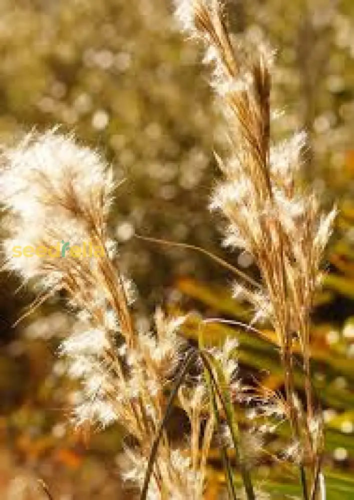 Broomsedge Seeds For Wild Planting | Native Grass