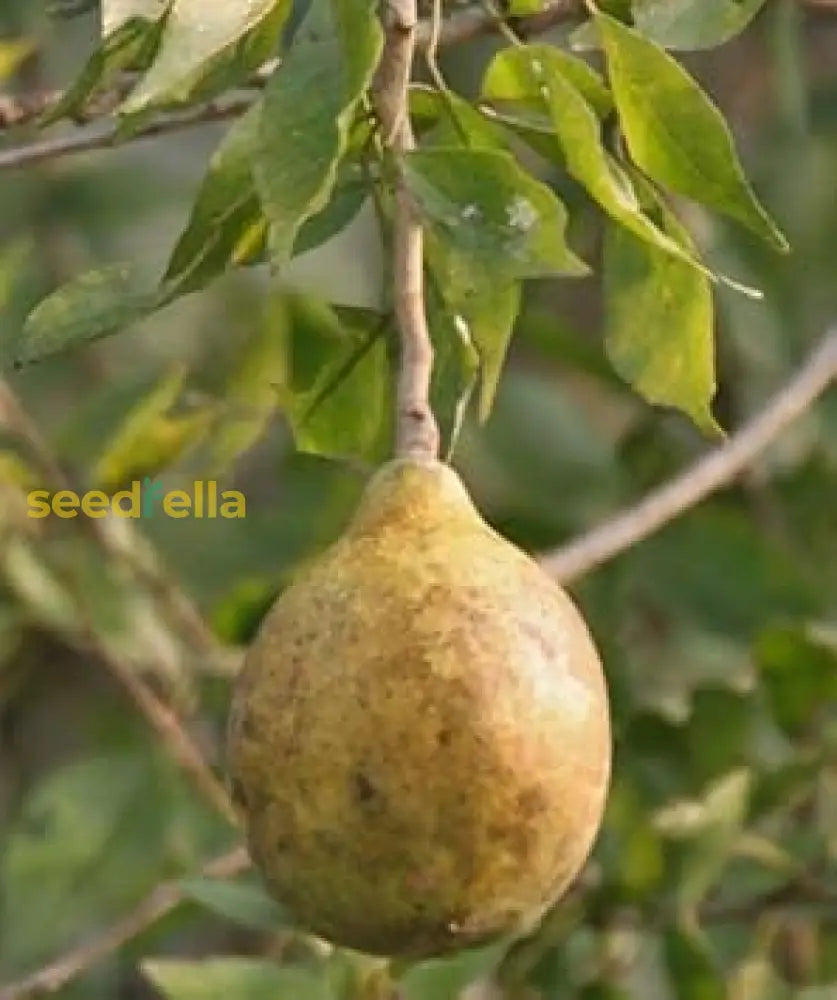 Brown Aegle Marmelos Fruit Planting Seeds