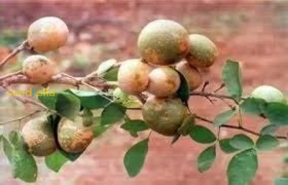 Brown Aegle Marmelos Fruit Planting Seeds