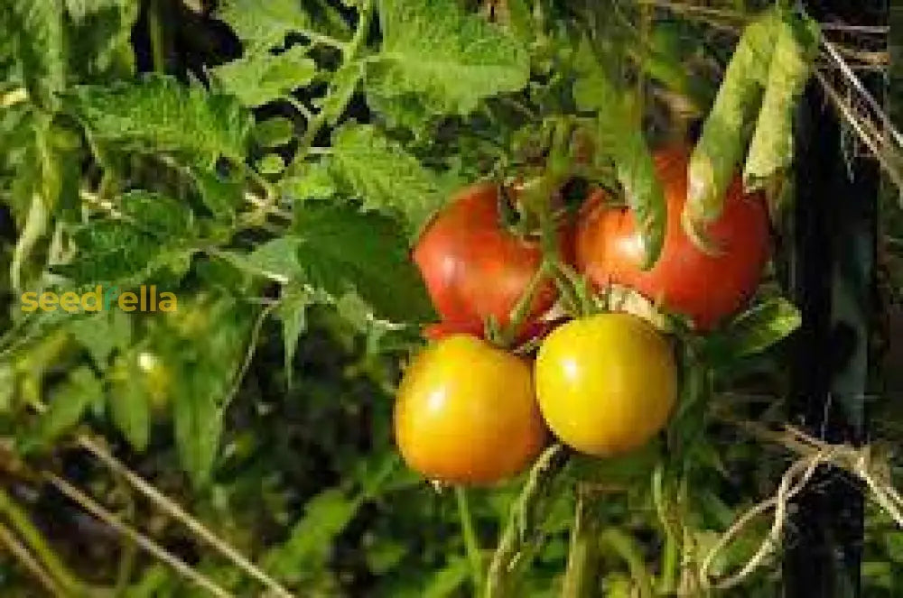 Brown And Yellow Tomato Seeds For Planting Vegetable Seeds