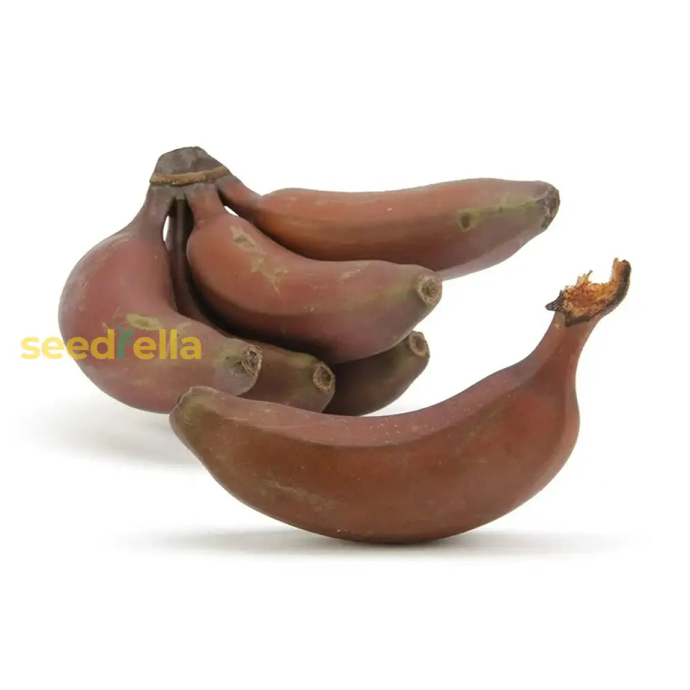 Brown Banana Seeds For Planting - Grow Fresh Bananas At Home