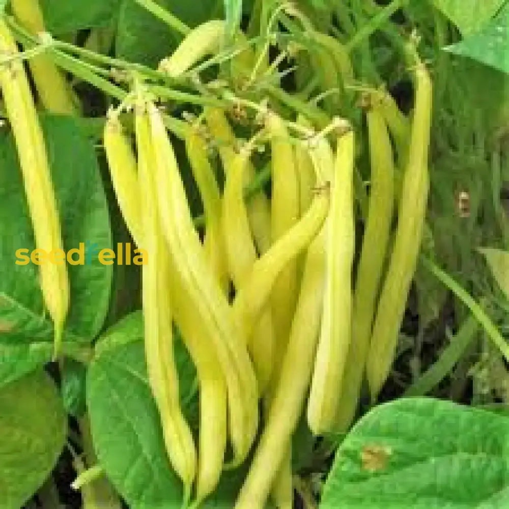 Brown Bean Seeds For Planting  High Yield Vegetable Seeds