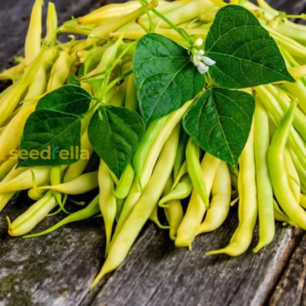 Brown Bean seeds for planting non GMO