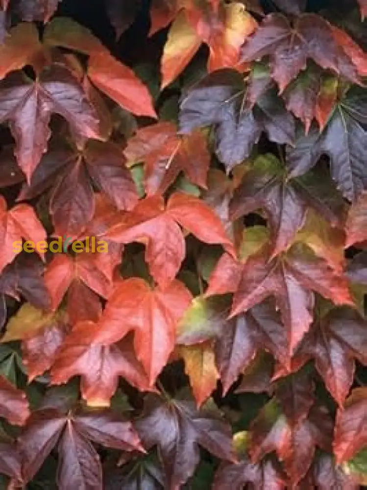 Brown Boston Ivy Seeds For Planting Plant Seeds