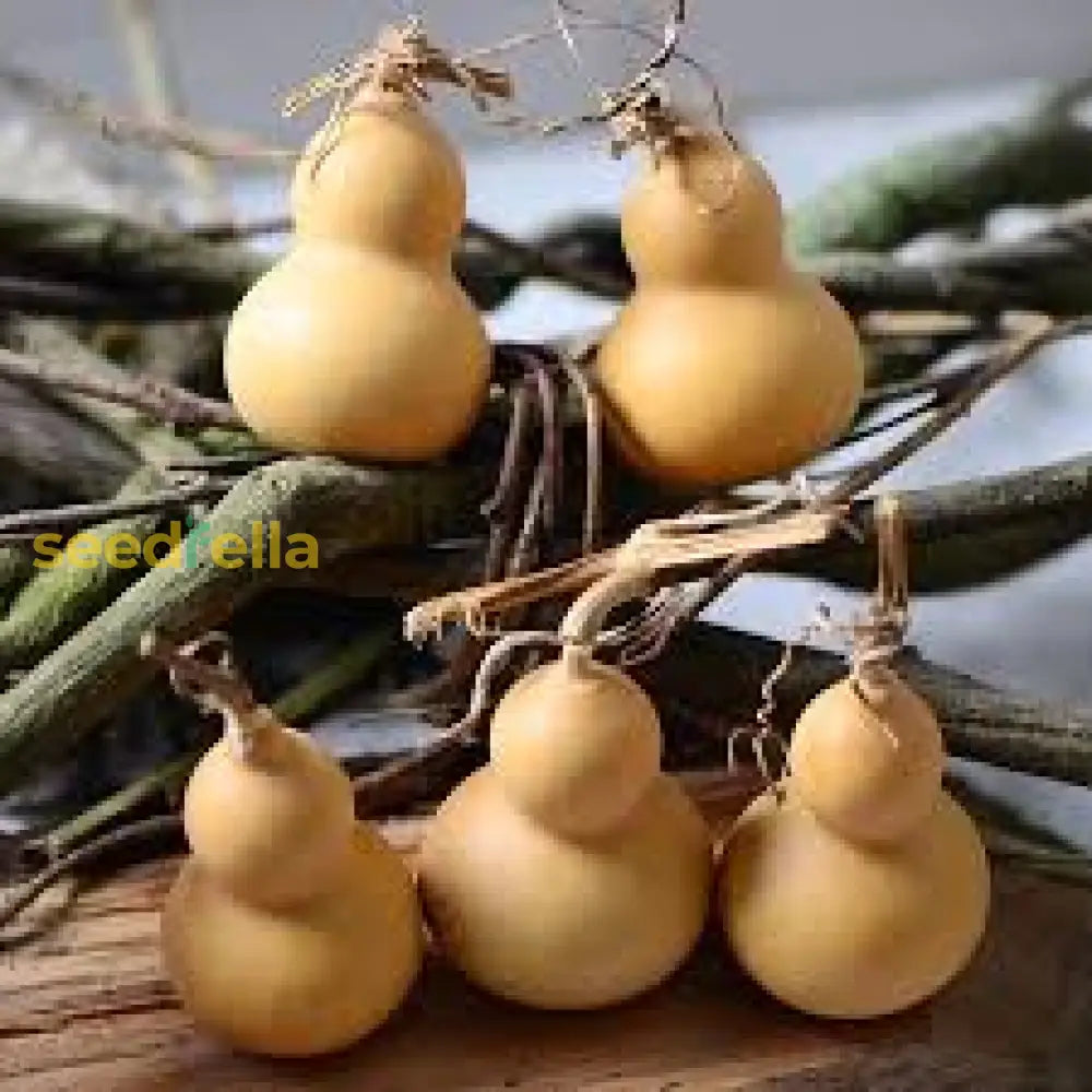 Brown Bottle Gourd Seeds For Vegetable Planting Seeds