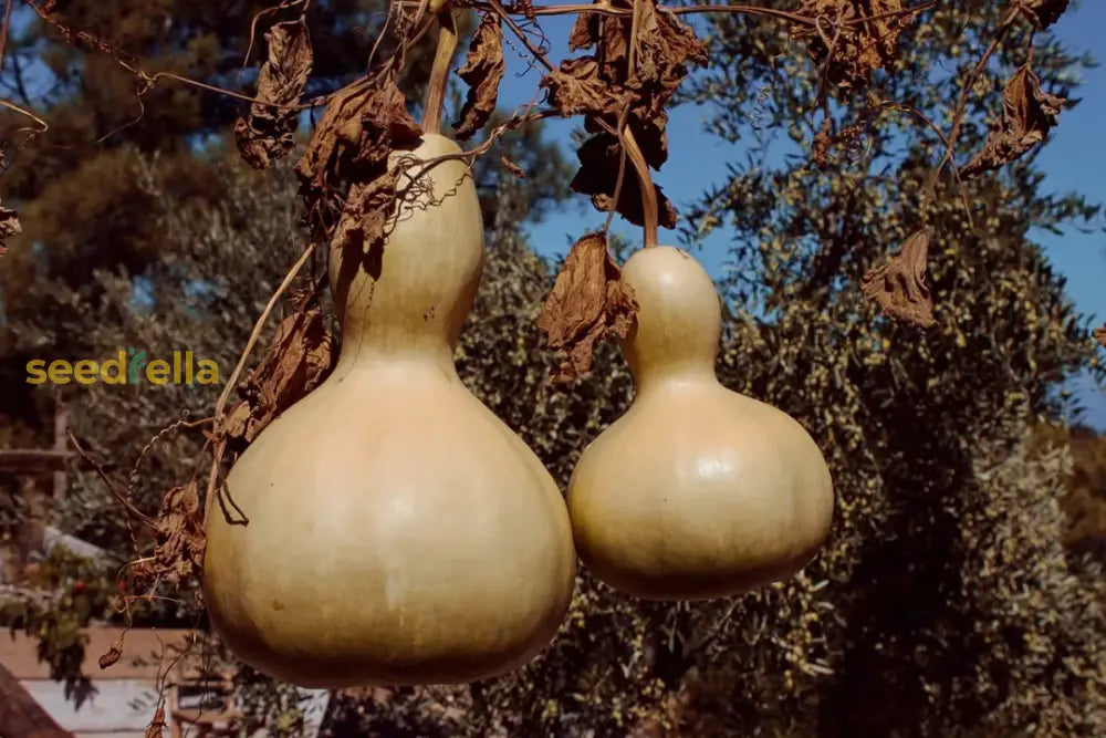 Brown Bottle Gourd seeds for planting
