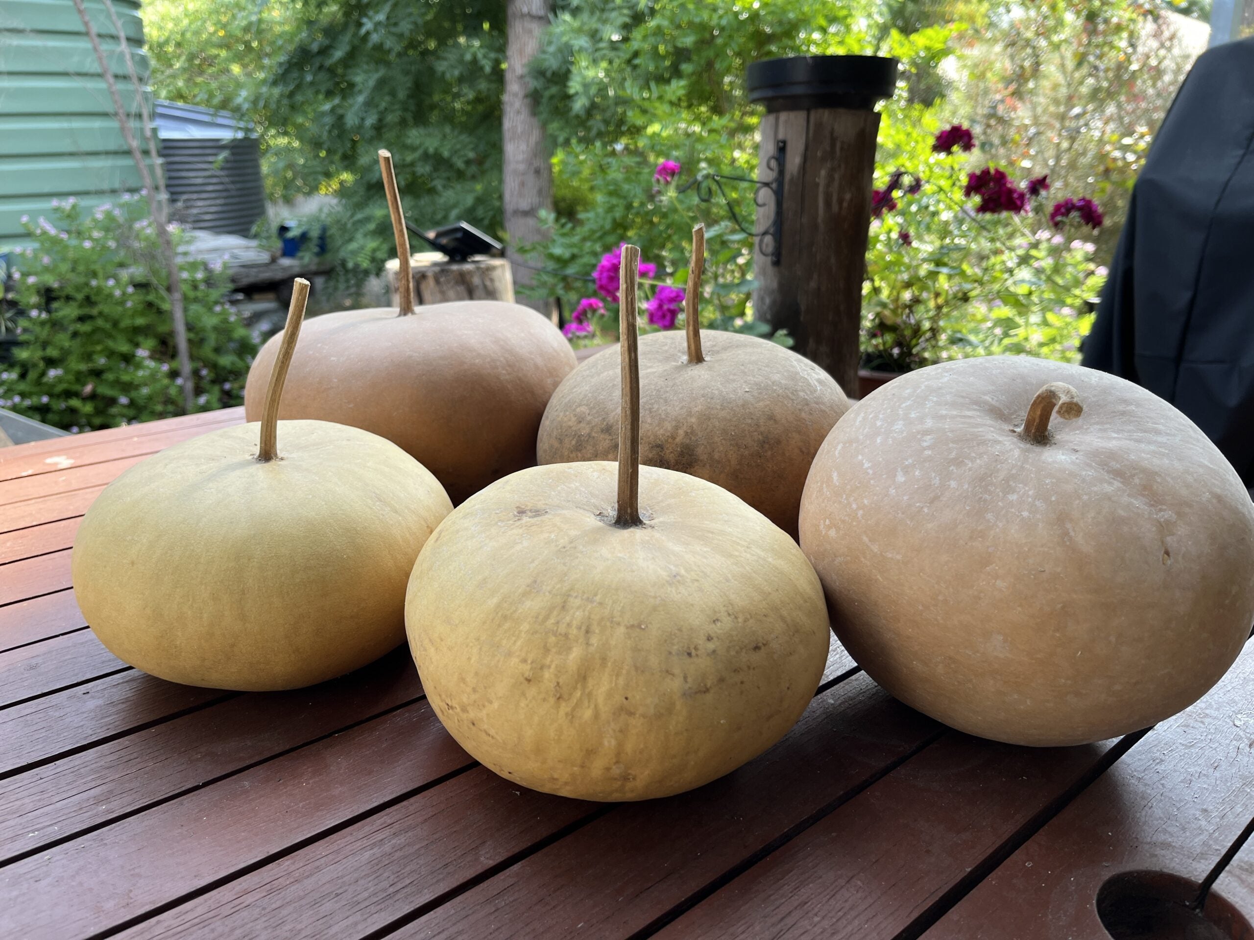 Brown Bushel Gourd seeds for planting