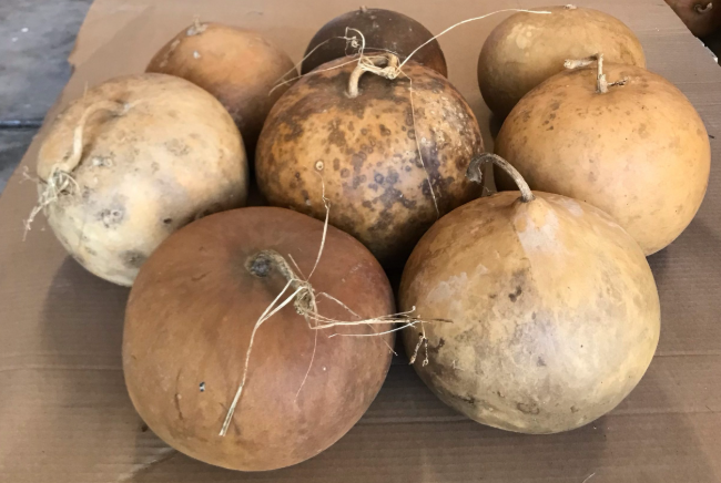 Brown Bushel Gourd vines climbing trellis