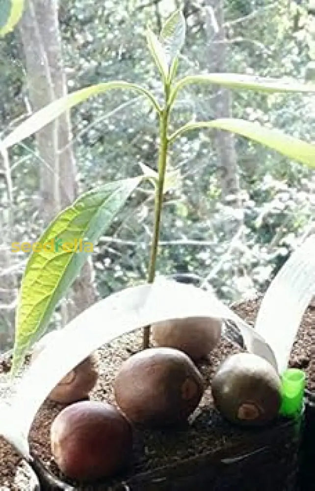 Brown Coldhardy Avocado Seeds For Planting Plant Seeds