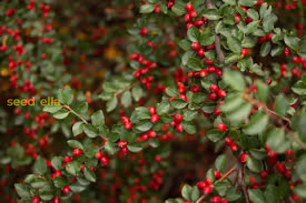 Brown Cotoneaster Hedge Seeds – Hardy Ground Cover Plant