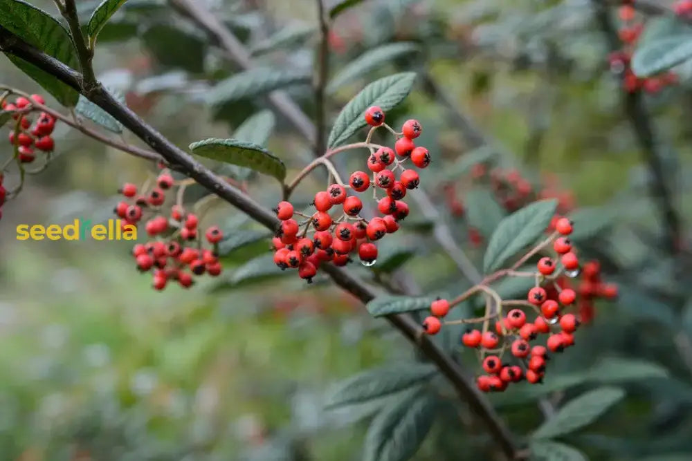 Brown Cotoneaster Seeds For Planting Herb