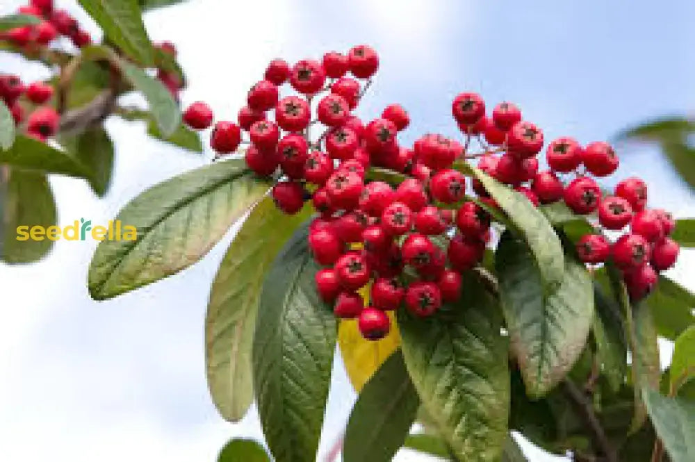 Brown Cotoneaster Seeds For Planting Herb