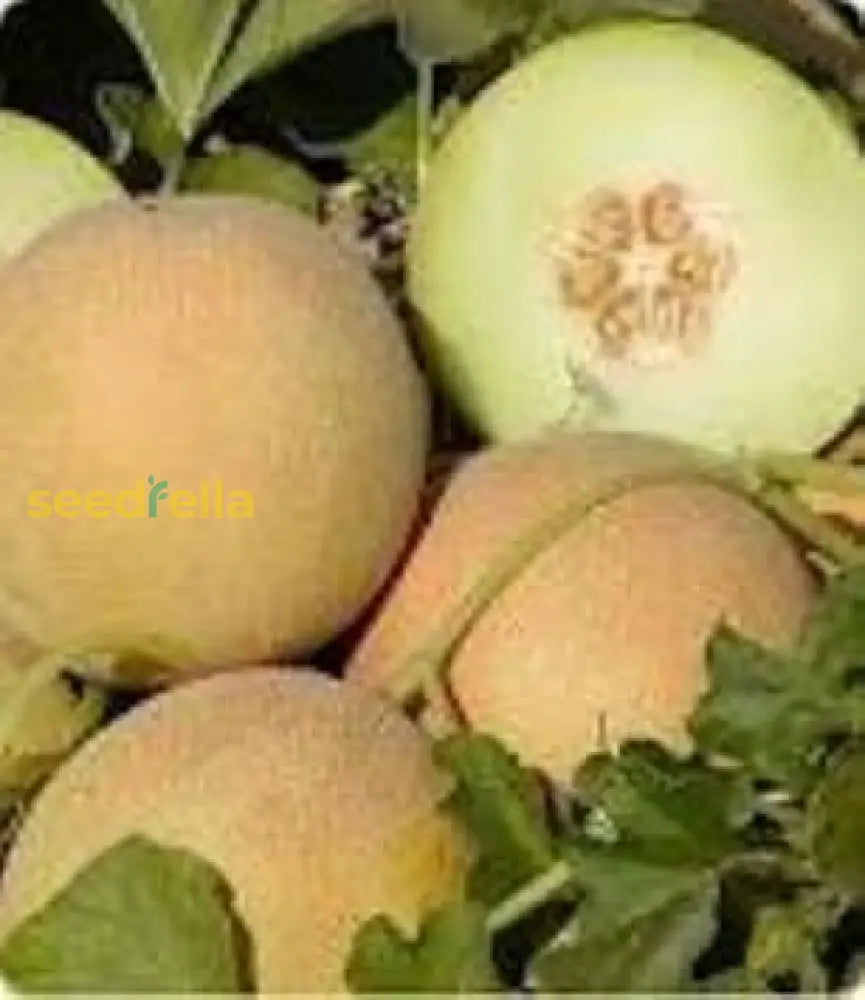 Brown Dew Melon Seeds for Easy Home Planting