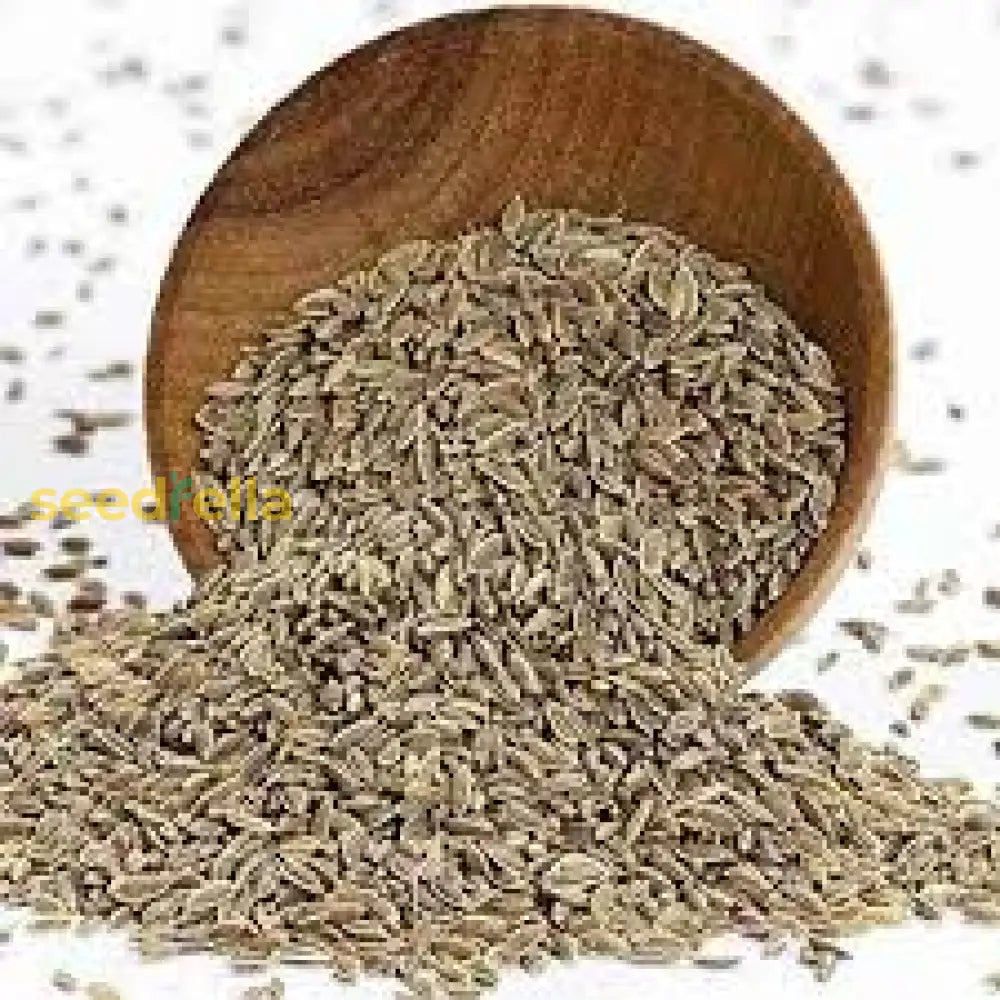 Brown Dill Seeds For Planting - Premium Grain Plant Herb