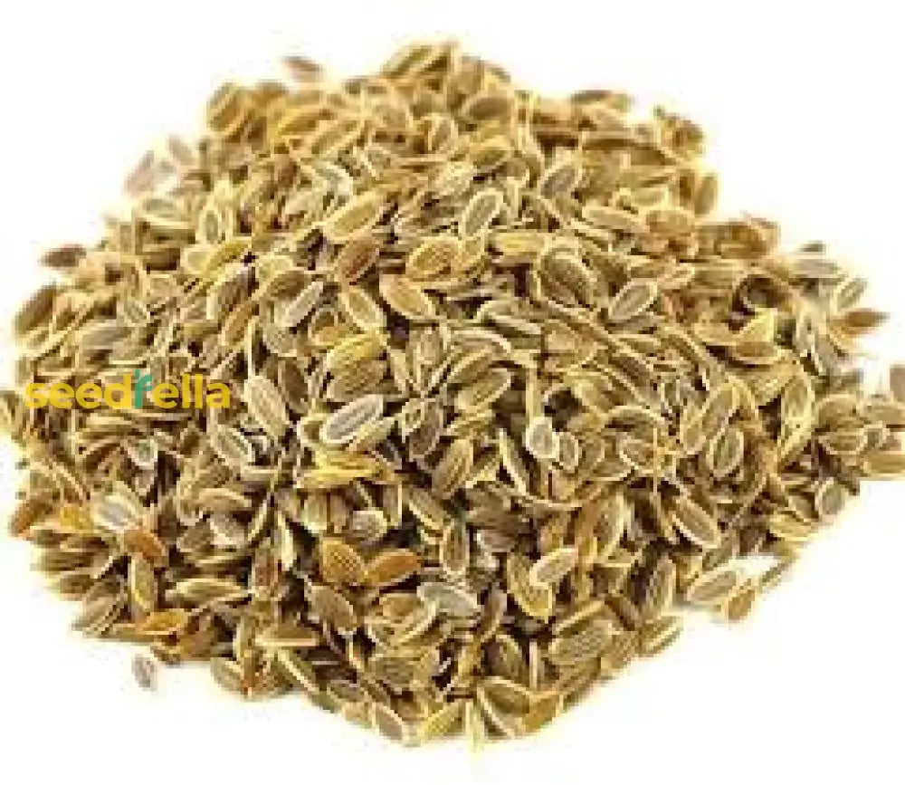 Brown Dill Seeds For Planting - Premium Grain Plant Herb