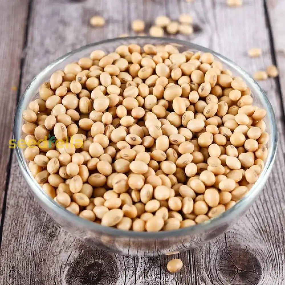 Brown Edible Soybean Seeds - 100 Planting Vegetable Seeds