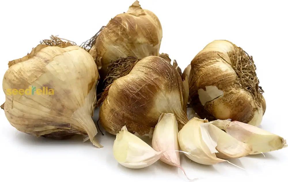 Brown Garlic Seeds For Easy Planting Vegetable Seeds