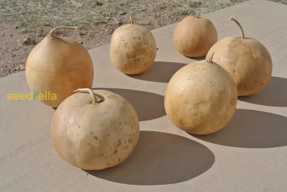High quality Brown Giant gourd seeds closeup