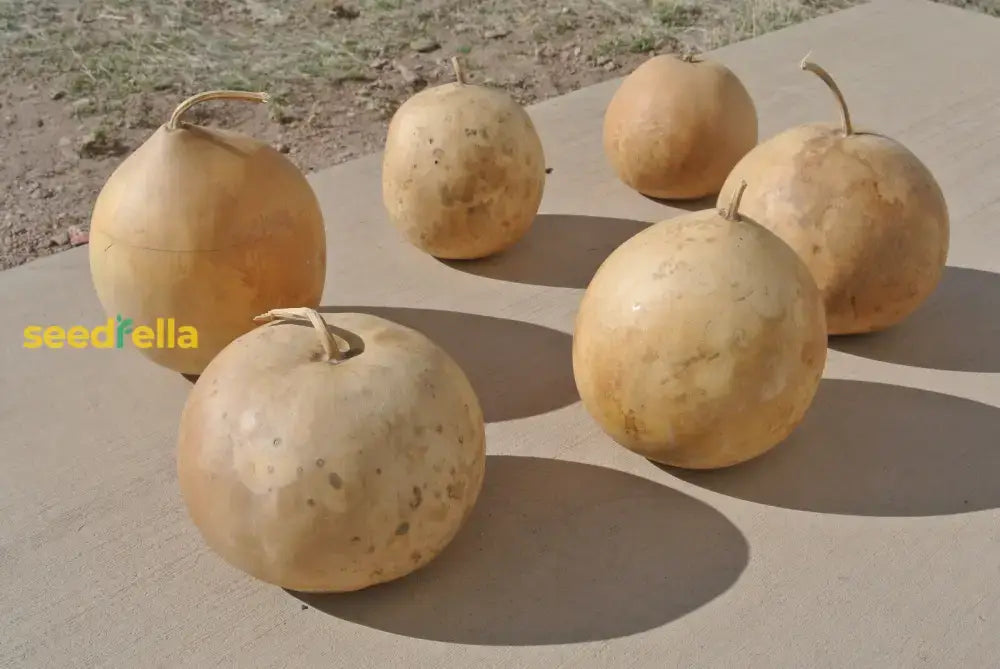 Brown Giant Gourd Vegetable Seeds For Planting Seeds