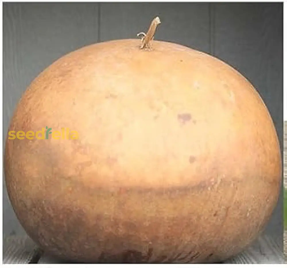 Brown Giant Gourd Vegetable Seeds For Planting Seeds