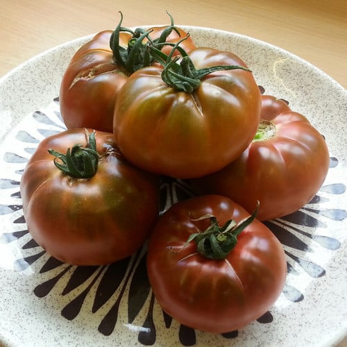 Brown Giant Tomatoes on vine