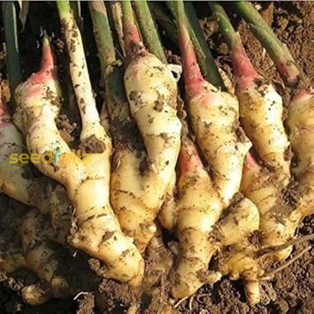 Brown Ginger Planting Seeds For Vegetables Vegetable Seeds