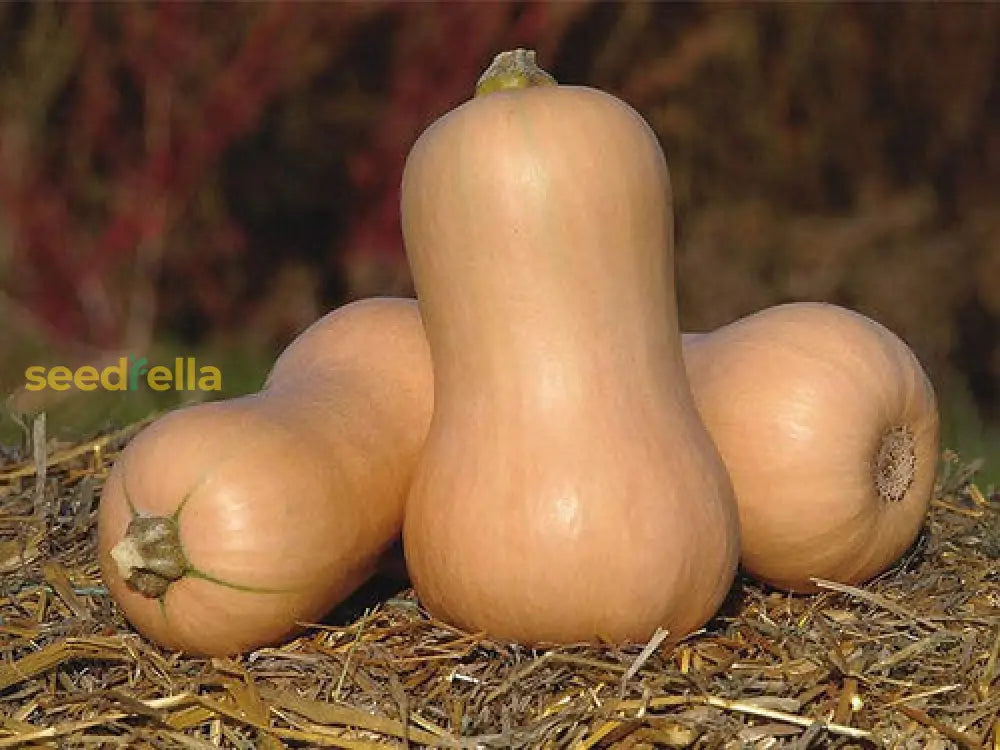 Brown gourd vines growing in a garden