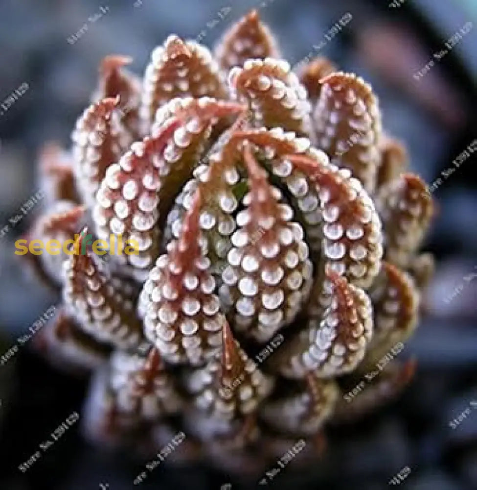 Brown Haworthia Reinwardtii Seeds For Easy Planting Plant Seeds