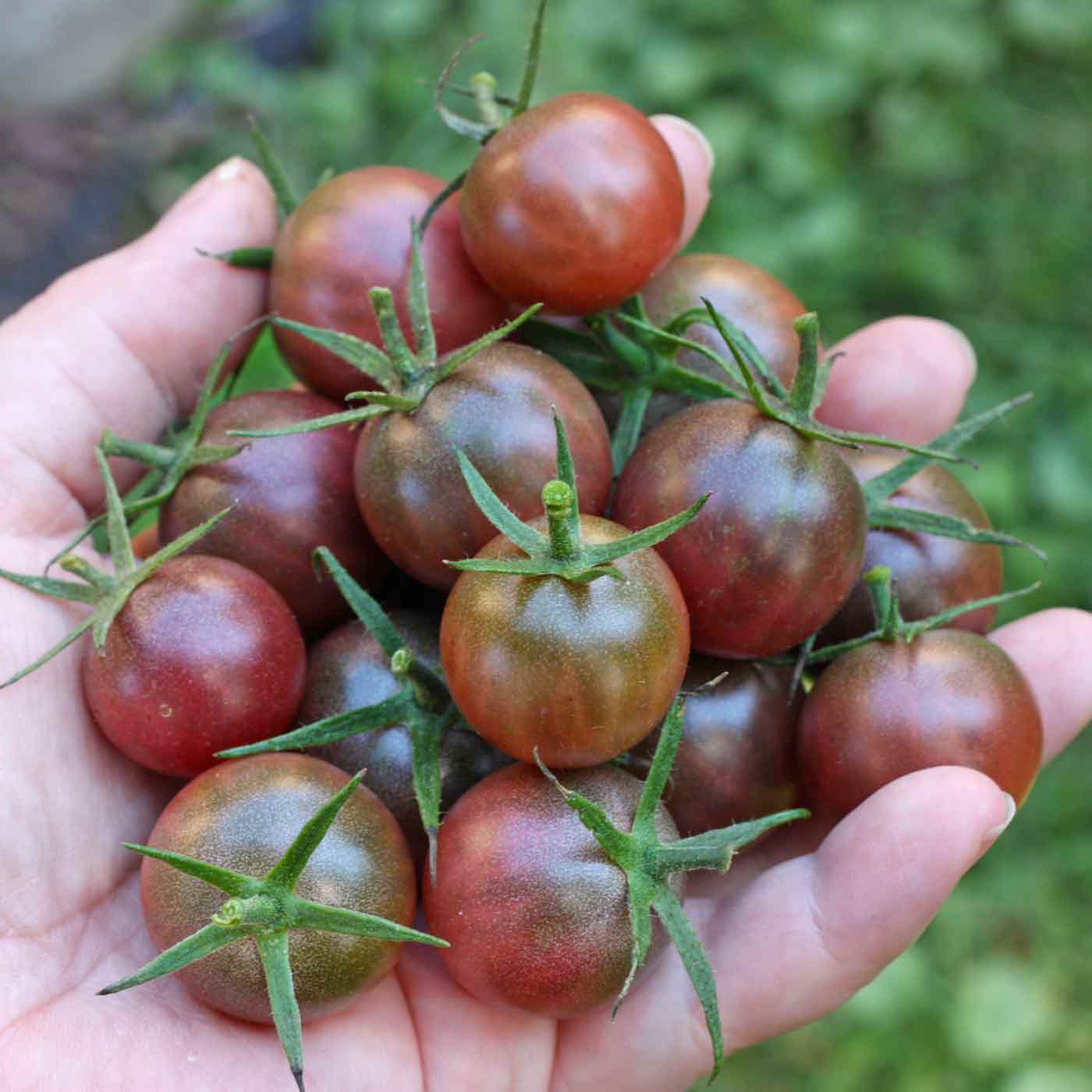 Brown Flesh heirloom tomatoes growing on plant