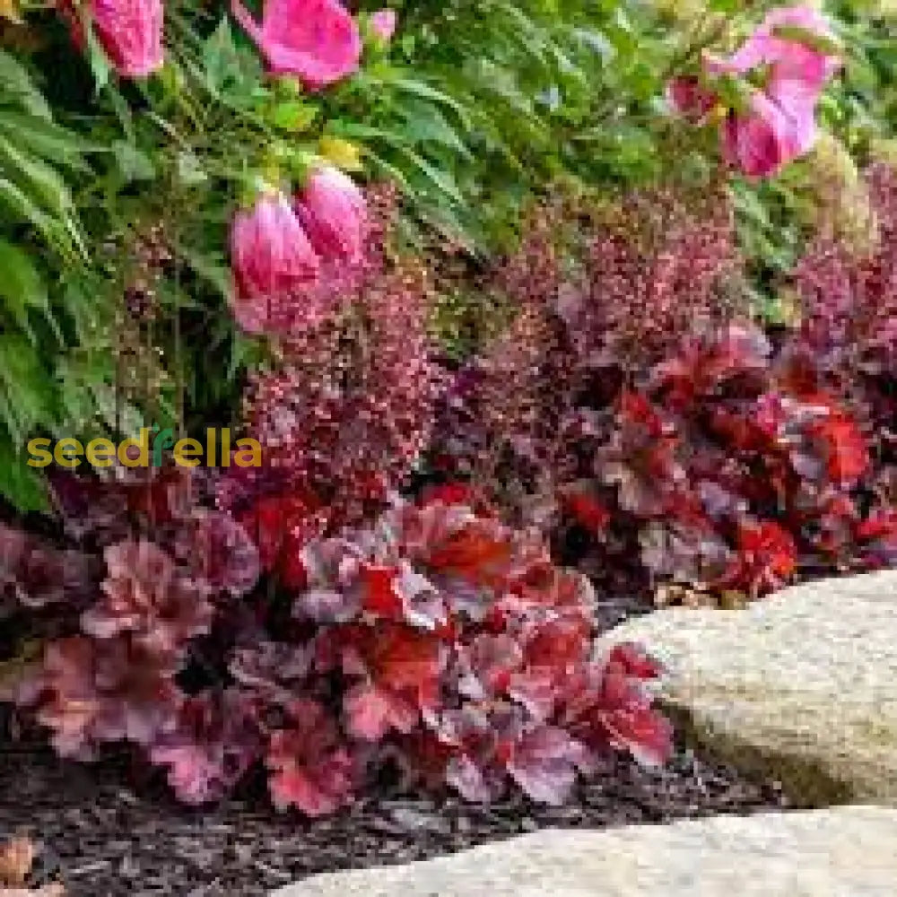 Brown Heuchera Plant Planting Seeds Seeds