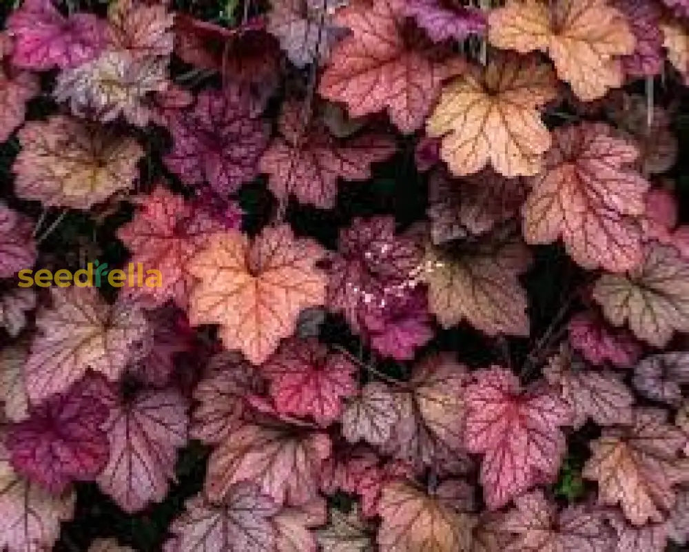 Brown Heuchera Plant Planting Seeds Seeds