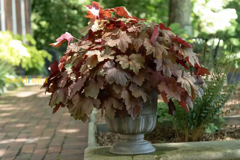 Brown Heuchera Plant Planting Seeds Seeds