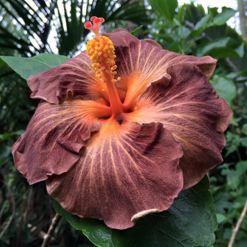 Brown Hibiscus Flower Seeds for Planting