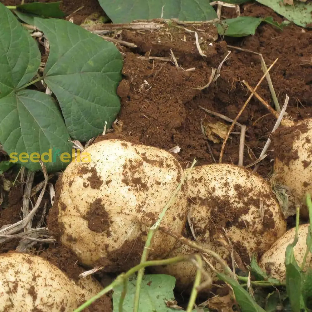 Brown Jicama Vegetable Planting Seeds Seeds