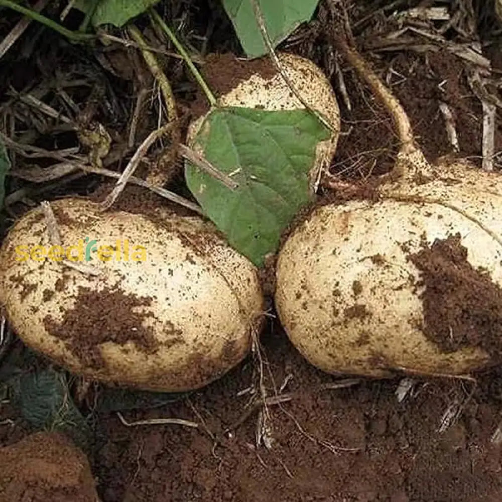 Brown Jicama Vegetable Planting Seeds Seeds