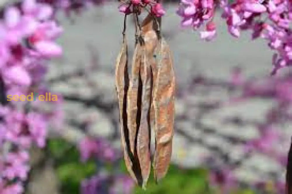 Brown Judas Tree Planting Seeds Plant Seeds