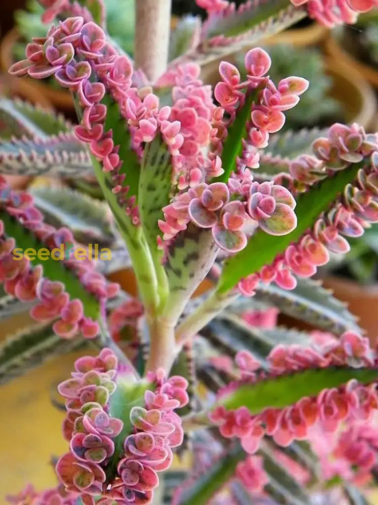 Brown Kalanchoe Seeds For Planting - Bonsai Flower Variety