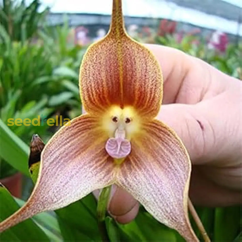 Brown Monkey Orchid Seeds For Planting | Exotic Flower