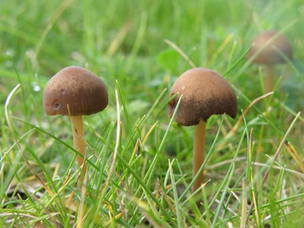 Close-up of mature brown mushroom caps