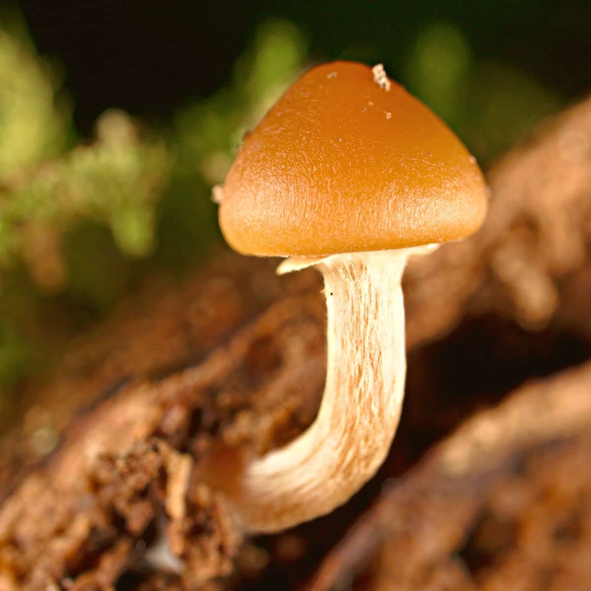 Brown mushroom planting seeds for home growing