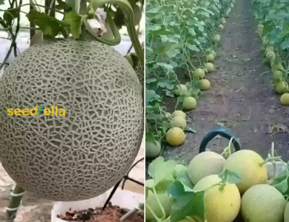 Brown Muskmelon Seeds For Planting Fruit