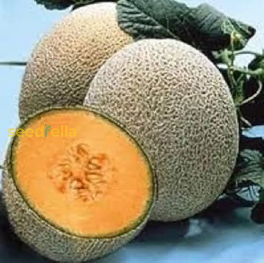 Brown Muskmelon Seeds for Planting Sweet Juicy Melons
